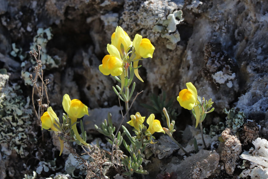 Linaire d'Aragon, Linaria oblongifolia subsp. aragonensis, Gypses de Sorbas, Andalousie orientale, mars 2018