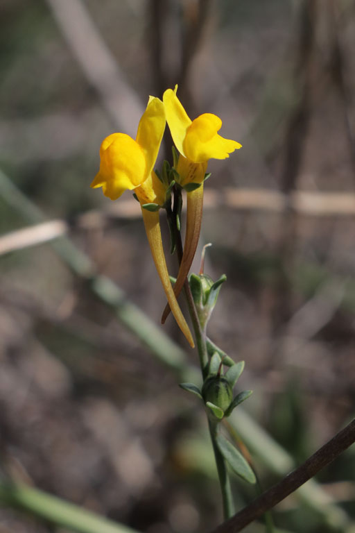 Linaire, Linaria oligantha, Dsert de Tabernas, Andalousie orientale, mars 2018