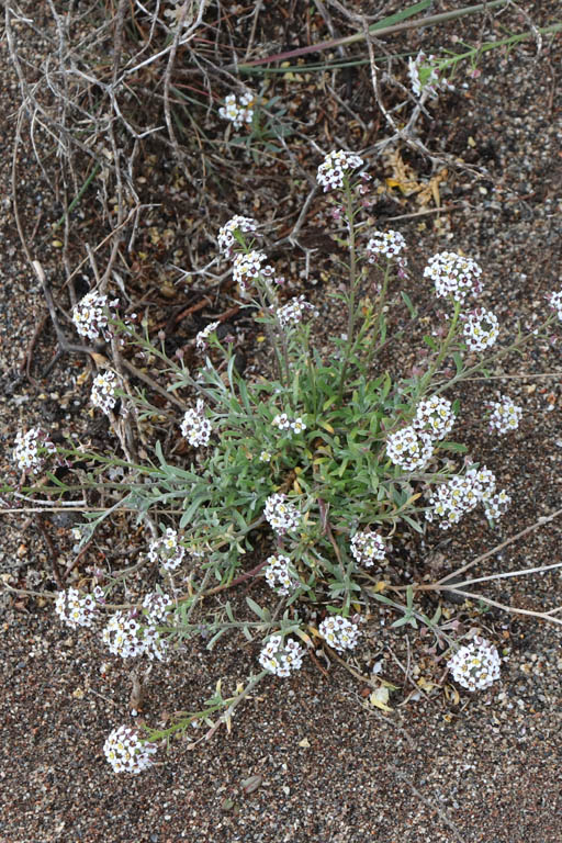 Lobulaire maritime, Lobularia maritima, Almeria, Andalousie orientale, mars 2018