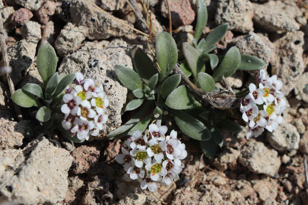 Lobulaire maritime, Lobularia maritima, Cabo de Gata, Andalousie orientale, mars 2018
