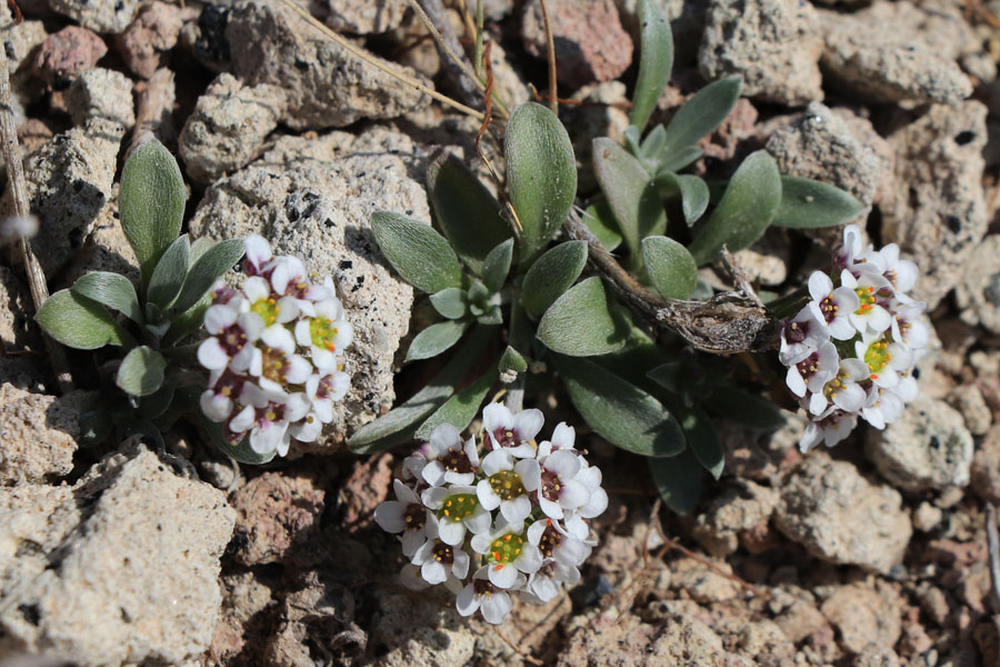Lobulaire maritime, Lobularia maritima, Cabo de Gata, Andalousie orientale, mars 2018