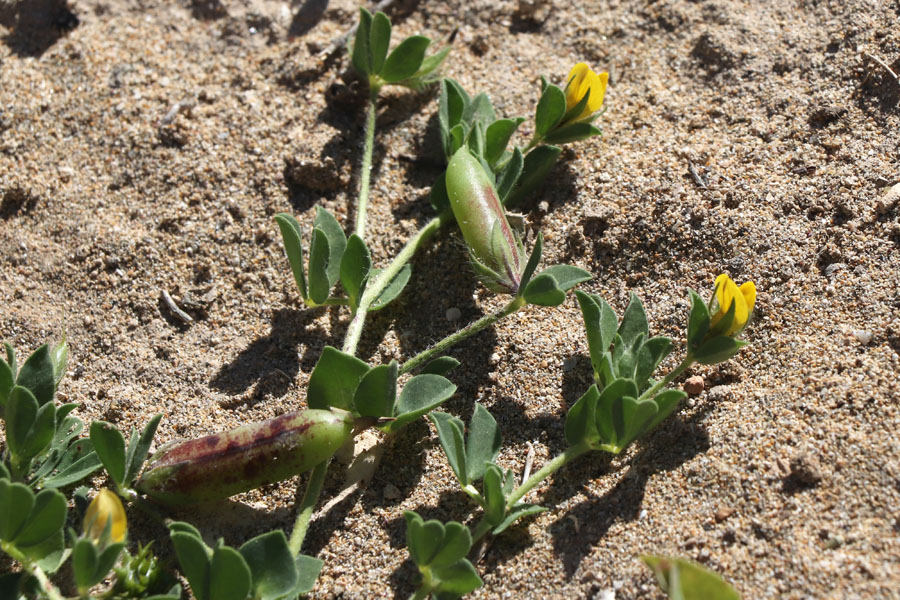 Lotier comestible, Lotus edulis, Las Negras, Andalousie orientale, mars 2018
