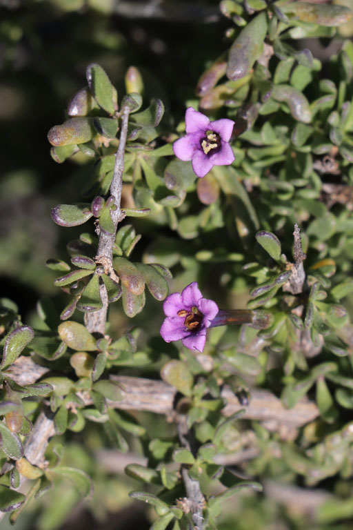 Lycium imbriqu, Lycium intricatum, Cabo de Gata, Andalousie orientale, mars 2018