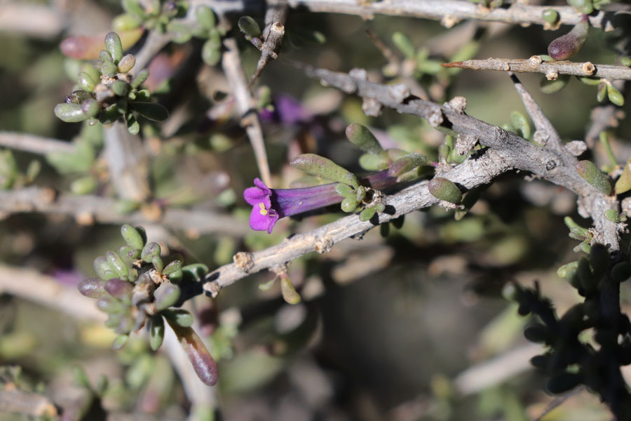 Lycium imbriqu, Lycium intricatum, Dsert de Tabernas, Andalousie orientale, mars 2018