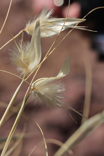 Sparte, Lygeum spartum, Cabo de Gata, Andalousie orientale, mars 2018
