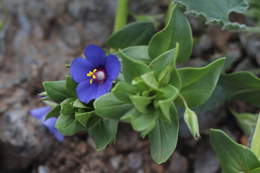 Mouron des champs, Lysimachia arvensis, Nijar, Andalousie orientale, mars 2018