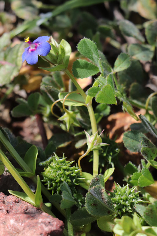 Mouron  petites fleurs, Lysimachia arvensis subsp. parviflora, Cabo de Gata, Andalousie orientale, mars 2018