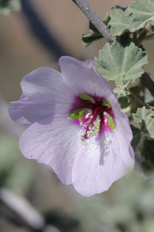 Lavatre maritime, Malva subovata, Nijar, Andalousie orientale, mars 2018