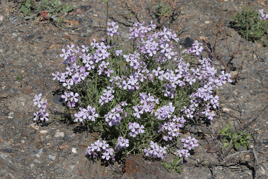 Matthiole des champs, Matthiola lunata, Nijar, Andalousie orientale, mars 2018