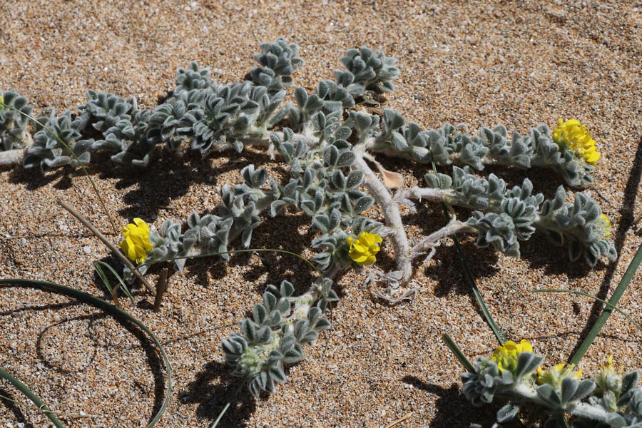 Luzerne marine, Medicago marina, Las Negras, Andalousie orientale, mars 2018
