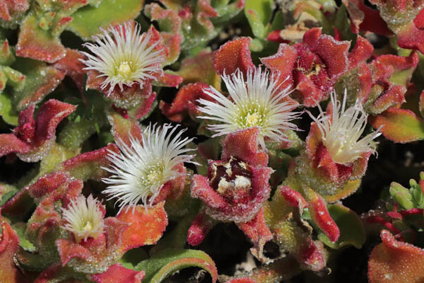 Ficode  cristaux, Mesembryanthemum crystallinum, Cabo de Gata, Andalousie orientale, mars 2018