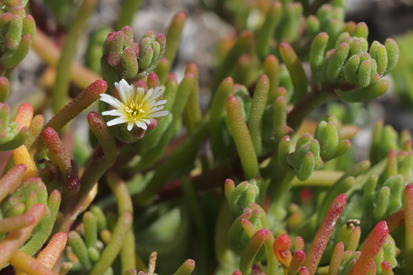 Ficode  fleurs nodales, Mesembryanthemum nodiflorum, Cabo de Gata, Andalousie orientale, mars 2018