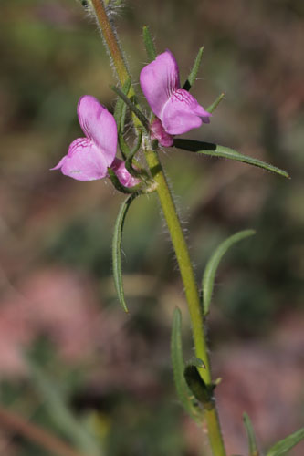 Muflier des champs, Misopates orontium, Cabo de Gata, Andalousie orientale, mars 2018