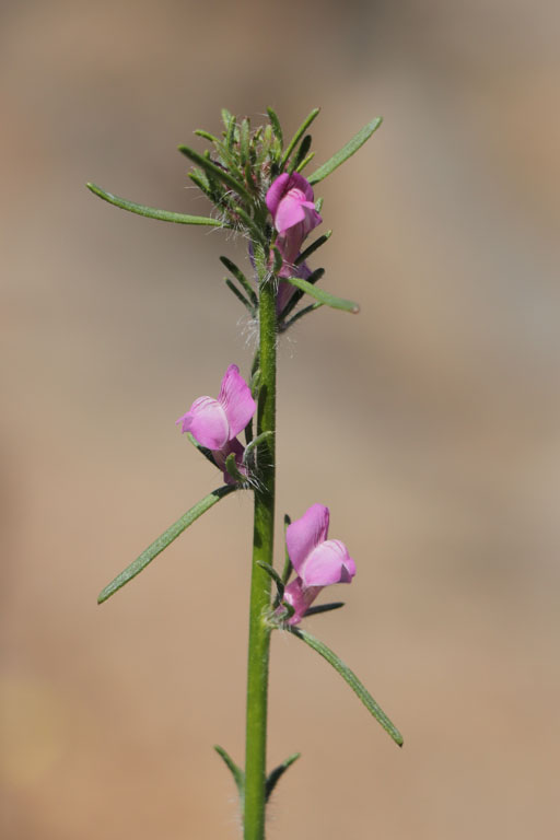 Muflier des champs, Misopates orontium, San-Jos, Andalousie orientale, mars 2018