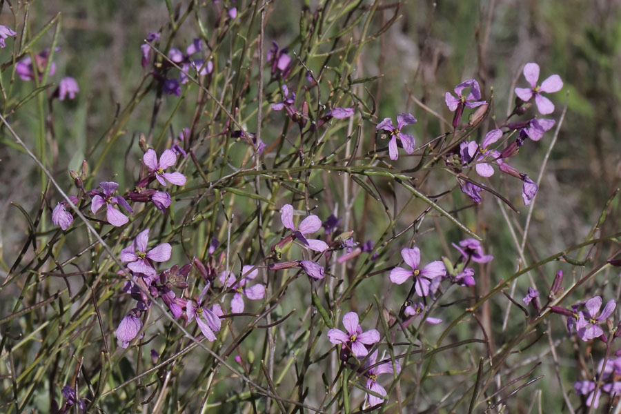 Moricandie, Moricandia arvensis, Nijar, Andalousie orientale, mars 2018