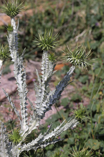 Onopordon  grande pine, Onopordum macracanthum, Cabo de Gata, Andalousie orientale, mars 2018