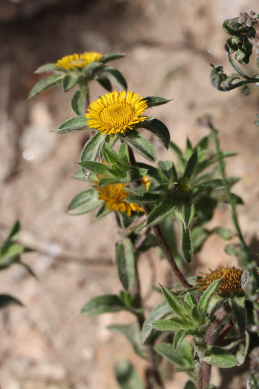 Pallnis pineux, Pallenis spinosa, Albaricoques, Andalousie orientale, mars 2018