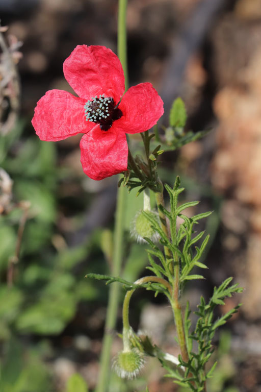 Pavot hybride, Papaver hybridum, San-Jos, Andalousie orientale, mars 2018