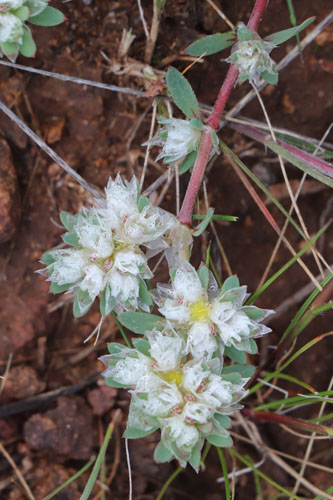 Paronyque argente, Paronychia argentea, Cabo de Gata, Andalousie orientale, mars 2018