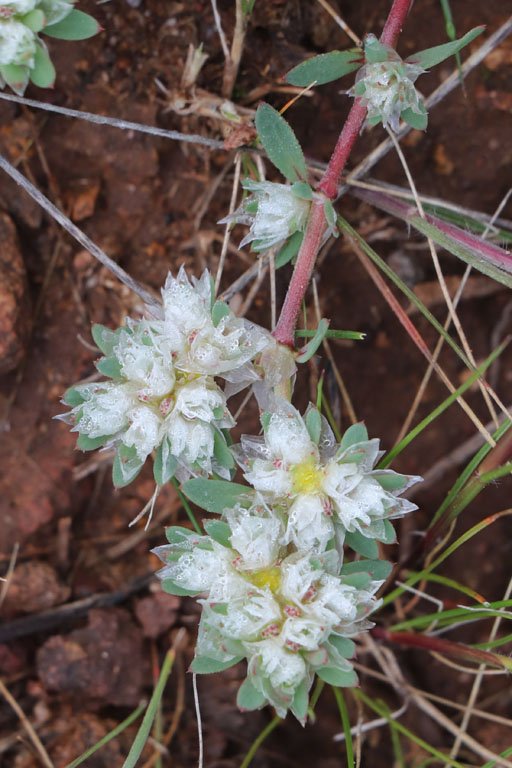 Paronyque argente, Paronychia argentea, Cabo de Gata, Andalousie orientale, mars 2018
