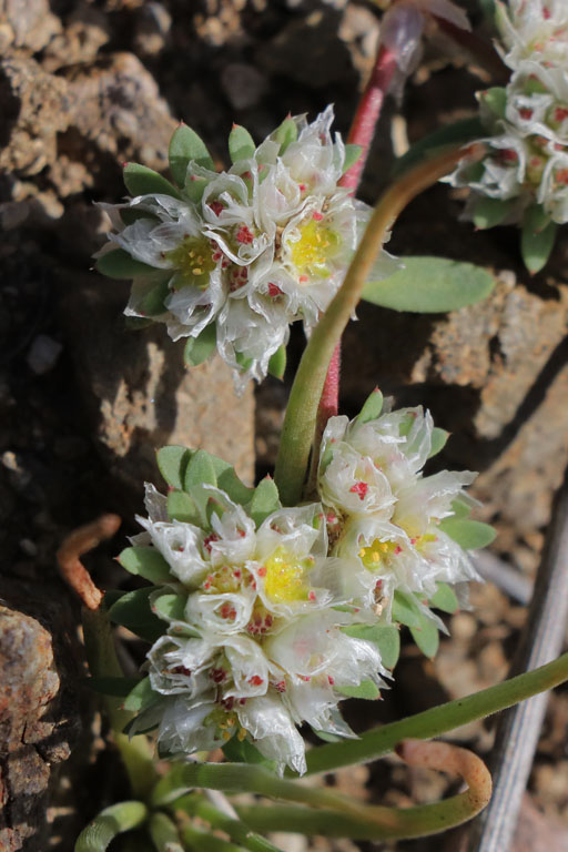 Paronyque argente, Paronychia argentea, San-Jos, Andalousie orientale, mars 2018