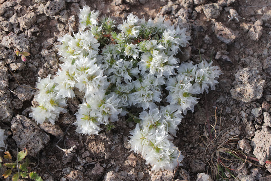 Paronyque en tte, Paronychia capitata, Cabo de Gata, Andalousie orientale, mars 2018
