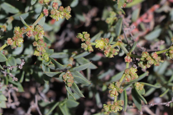Paronyque ligneuse, Paronychia suffruticosa, Cabo de Gata, Andalousie orientale, mars 2018