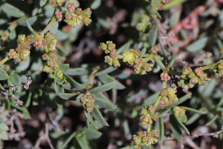 Paronyque ligneuse, Paronychia suffruticosa, Cabo de Gata, Andalousie orientale, mars 2018