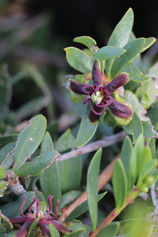 Priploca  feuilles troites, Periploca laevigata, Cabo de Gata, Andalousie orientale, mars 2018