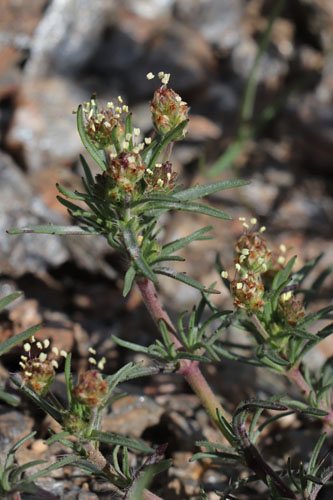Plantain pucier, Plantago afra, Nijar, Andalousie orientale, mars 2018