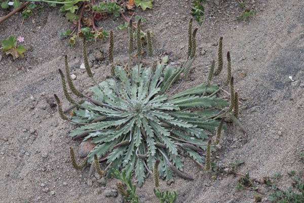 Plantain corne-de-cerf, Plantago coronopus, Cabo de Gata, Andalousie orientale, mars 2018