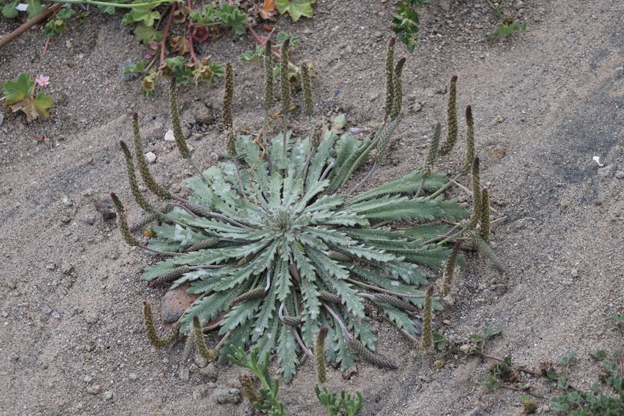 Plantain corne-de-cerf, Plantago coronopus, Cabo de Gata, Andalousie orientale, mars 2018