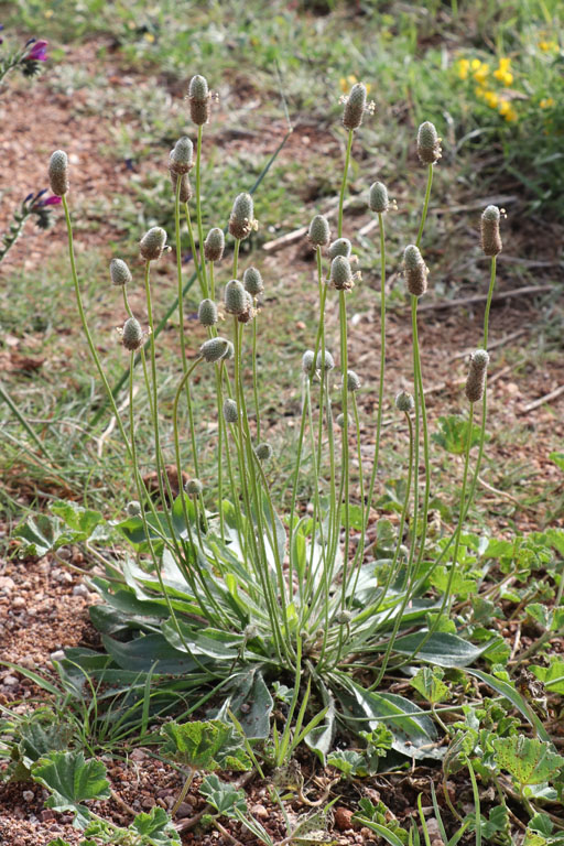 Plantain pied-de-livre, Plantago lagopus, Cabo de Gata, Andalousie orientale, mars 2018