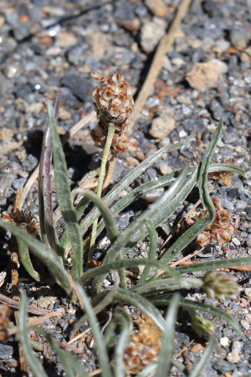 Plantain ovale, Plantago ovata, Dsert de Tabernas, Andalousie orientale, mars 2018