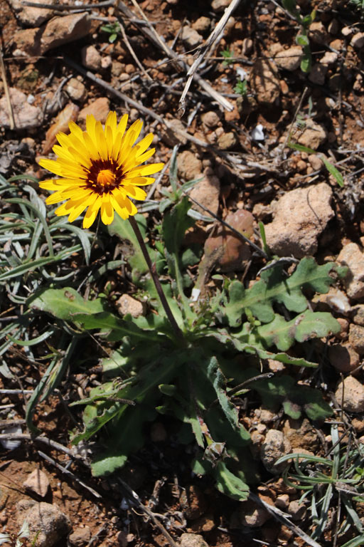 Reichardie de Tanger, Reichardia tingitana, Albaricoques, Andalousie orientale, mars 2018
