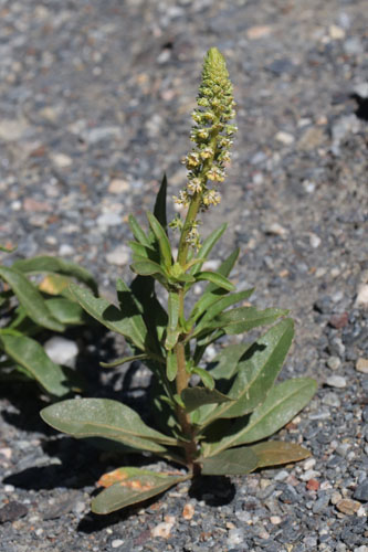 Rsda  feuilles lancoles, Reseda lanceolata, Dsert de Tabernas, Andalousie orientale, mars 2018