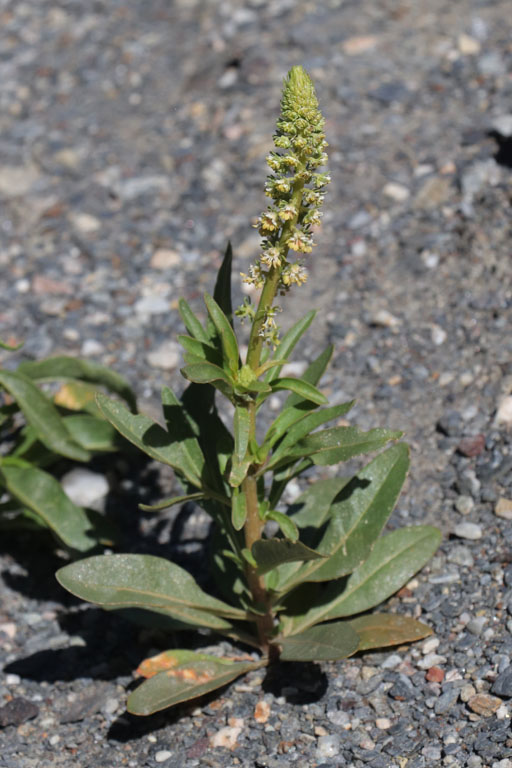Rsda  feuilles lancoles, Reseda lanceolata, Dsert de Tabernas, Andalousie orientale, mars 2018