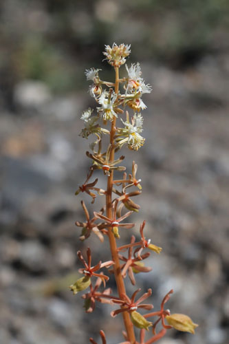 Rsda raiponce, Reseda phyteuma, Nijar, Andalousie orientale, mars 2018
