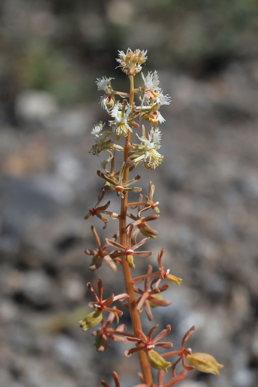 Rsda raiponce, Reseda phyteuma, Nijar, Andalousie orientale, mars 2018