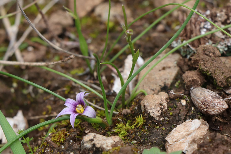 Romule ramifie, Romulea ramiflora, Albaricoques, Andalousie orientale, mars 2018