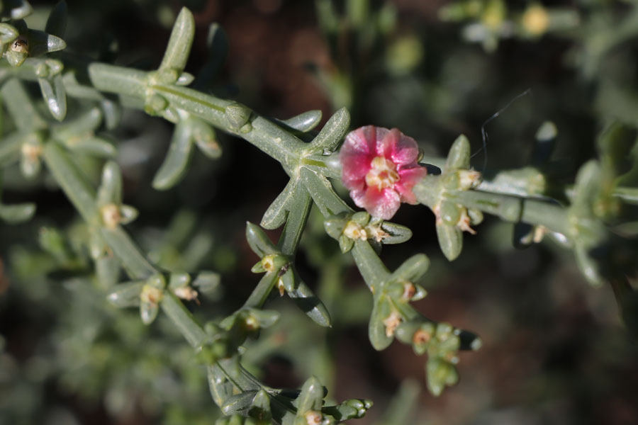 Soude  feuilles opposes, Salsola oppositifolia, Las Negras, Andalousie orientale, mars 2018