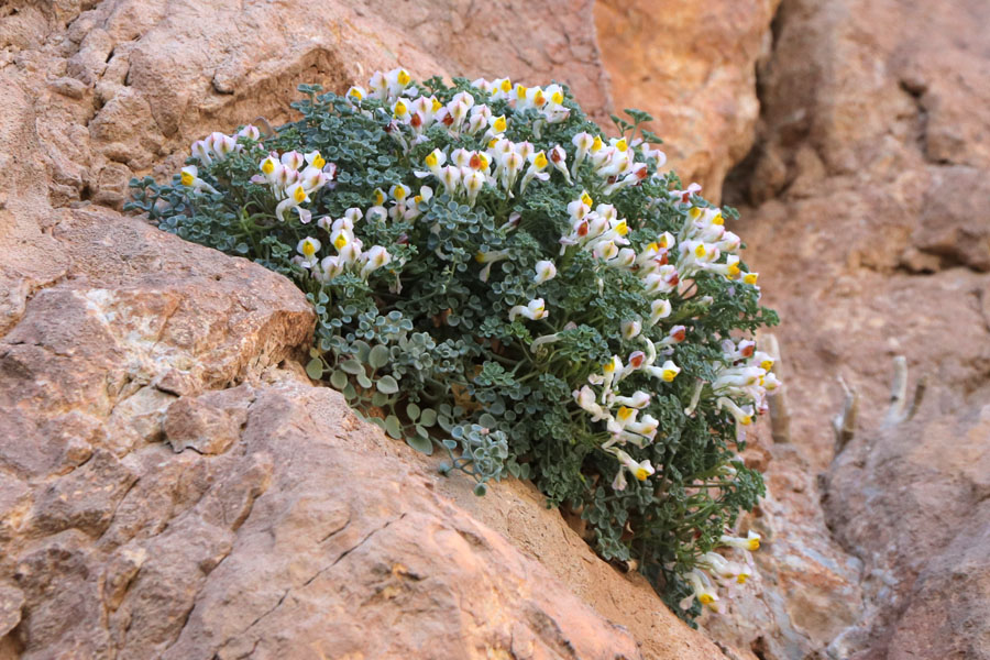 Fumeterre  neuf folioles, Sarcocapnos enneaphylla, Nijar, Andalousie orientale, mars 2018