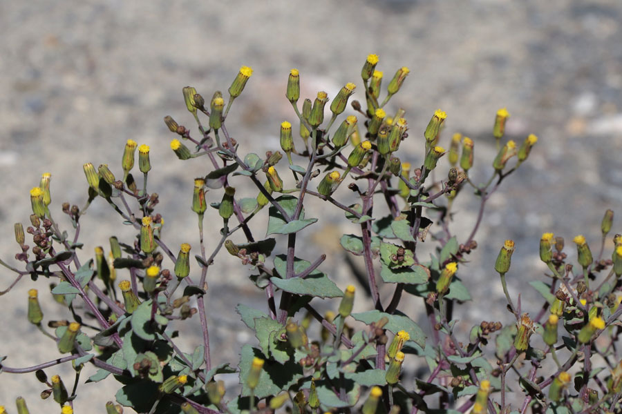 Sneon jaune, Senecio flavus, Dsert de Tabernas, Andalousie orientale, mars 2018