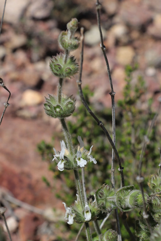 Sideritis de Cabo de Gata, Sideritis osteoxylla, Cabo de Gata, Andalousie orientale, mars 2018