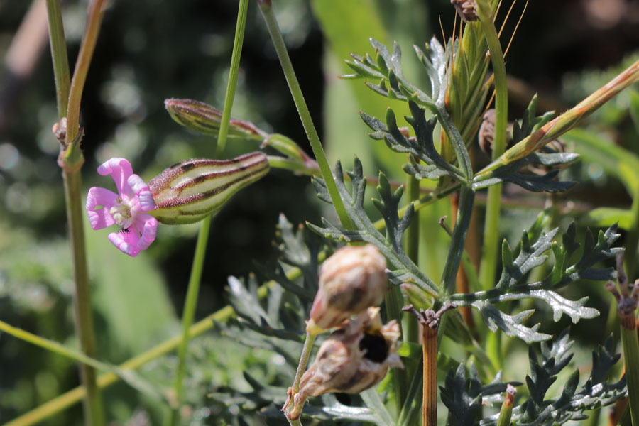 Silne color, Silene colorata, San-Jos, Andalousie orientale, mars 2018