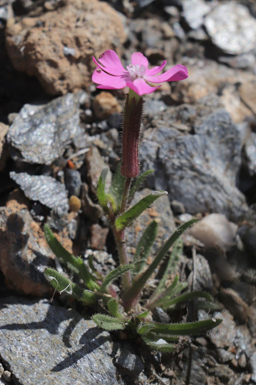 Silne ascendant, Silene littorea subsp. adscendens, Nijar, Andalousie orientale, mars 2018