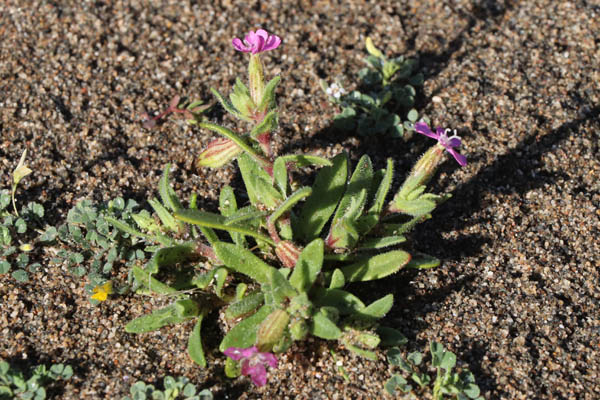Silne trs ramifi, Silene ramosissima, Almeria, Andalousie orientale, mars 2018