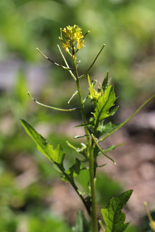Sisymbre irio, Sisymbrium irio, Nijar, Andalousie orientale, mars 2018