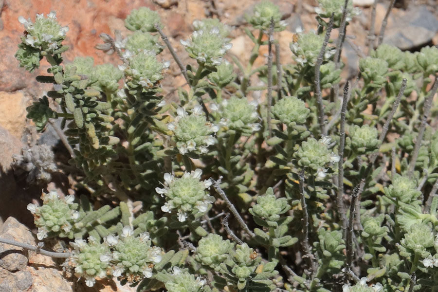 Germandre  ttes, Teucrium capitatum subsp. capitatum, Nijar, Andalousie orientale, mars 2018