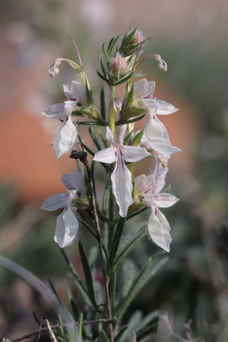 Germandre faux petit-pin, Teucrium pseudochamaepitys, Cabo de Gata, Andalousie orientale, mars 2018